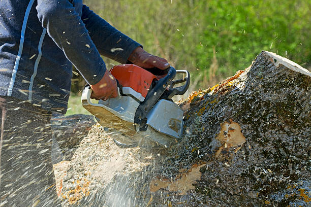 Why Choose Our Tree Removal Services in White River Junction, VT?